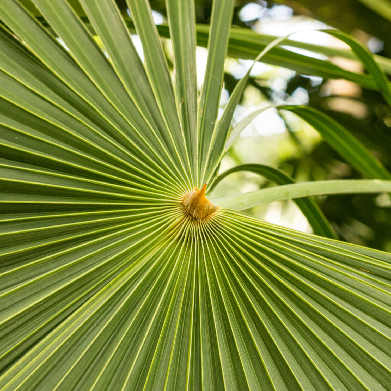 Prostarin 4-Pack – Vitamed